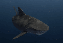 Redki morski pes orjak opažen v Jadranu: Se moramo bati??