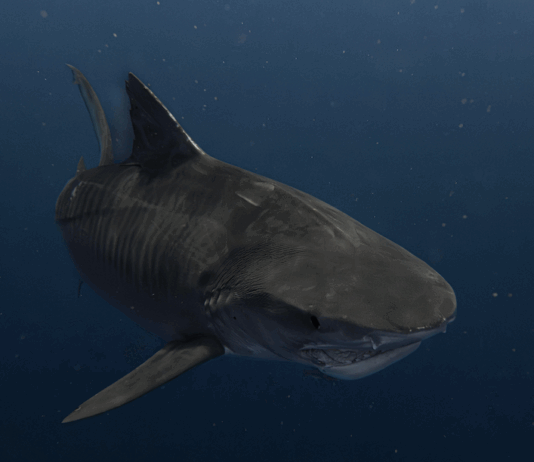 Redki morski pes orjak opažen v Jadranu: Se moramo bati??